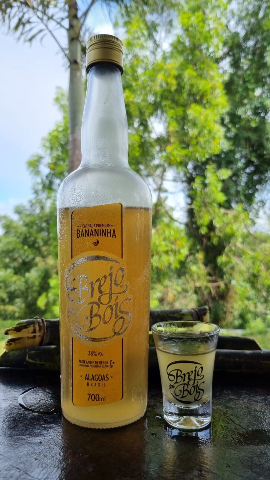 Carvalho Americano
